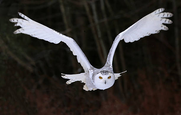 istock Snowy Owl Flying Right At You 487389905