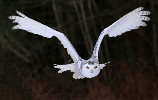 A Snowy Owl (Bubo scandiacus) flying right at the camera.