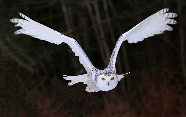 Snowy Owl Flying Right At You stock photo