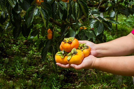 Hand holding ripe persimmon at Chiang Mai, Thailand