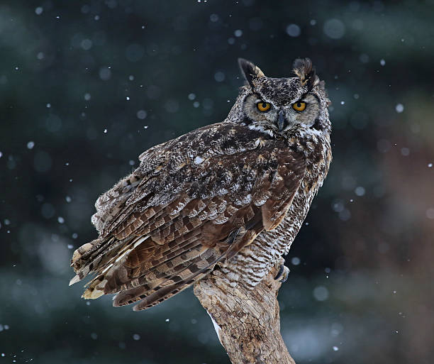 istock Great Horned Owl Portrait 487390631