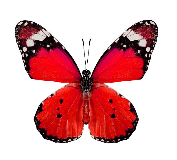 istock Red Butterfly (Plain Tiger) isolated on white background 487390738