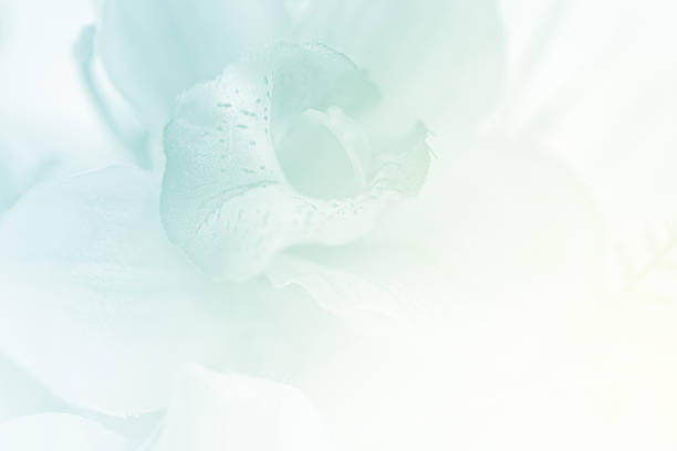 istock blurred artificial orchid flower in pastel color 487390788
