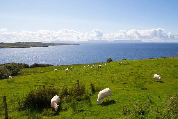 istock Herd of sheep in the coast 487390852