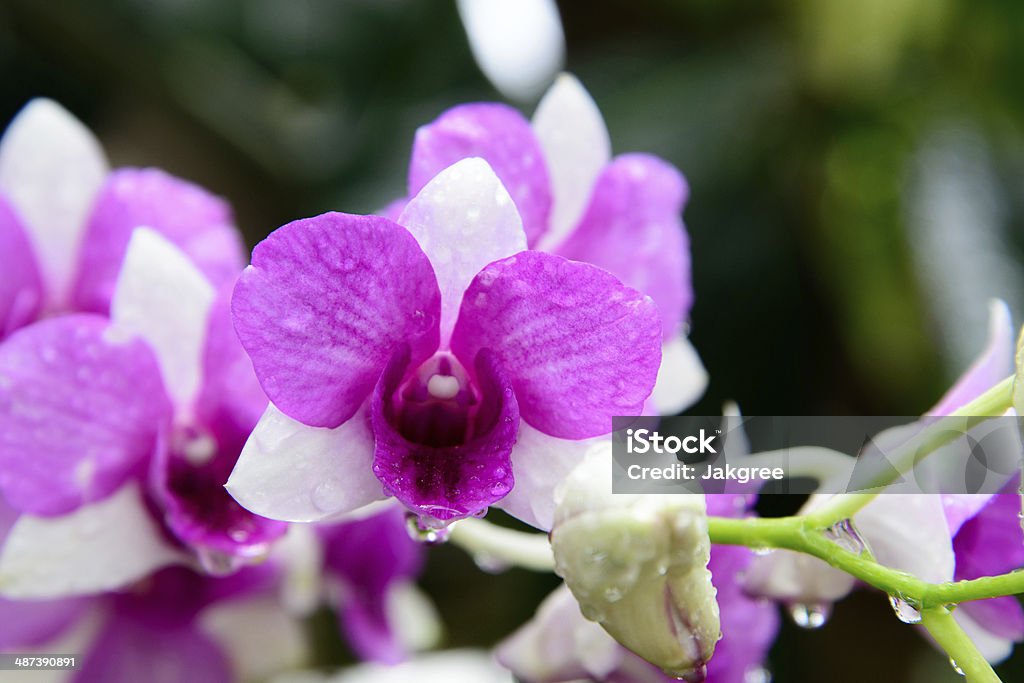 (fleurs d'orchidées Dendrobium rose) sur fond de feuilles vertes - Photo de Botanique libre de droits