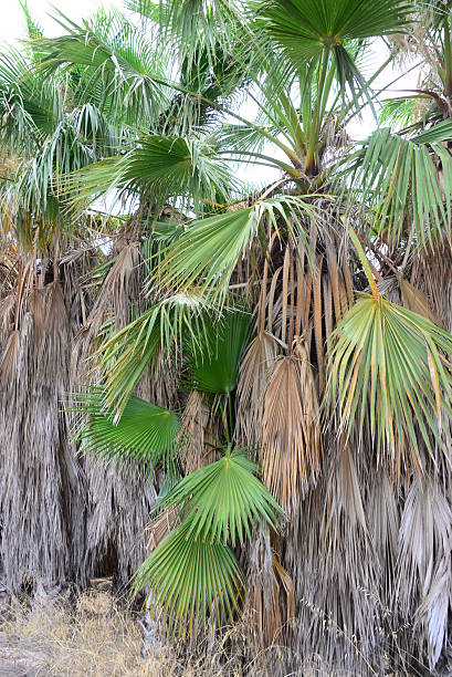 istock In the PalmEngarten - Jungle - Palm Leaves - Spain 487390914