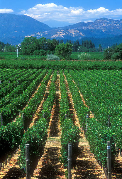 patrzeć w obrębie winnica w kierunku calistoga - vineyard napa valley california vertical zdjęcia i obrazy z banku zdjęć