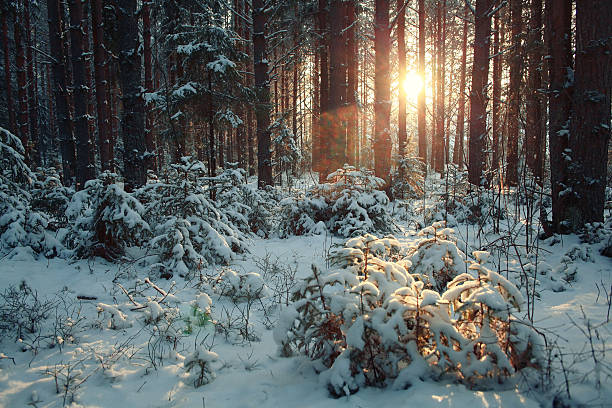 istock landscape snow trees dense forest in winter 487390960