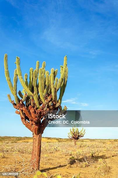 Two Cactuses Stock Photo - Download Image Now - Arid Climate, Barren, Blue
