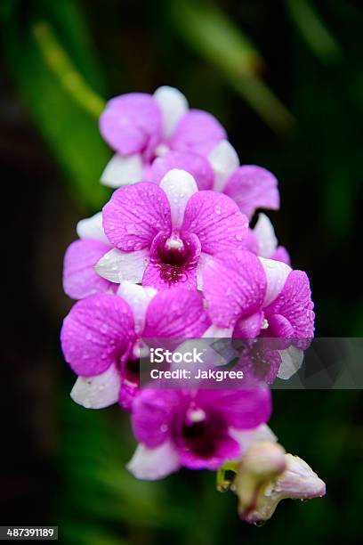 Flores De Orquídea Foto de stock y más banco de imágenes de Aire libre