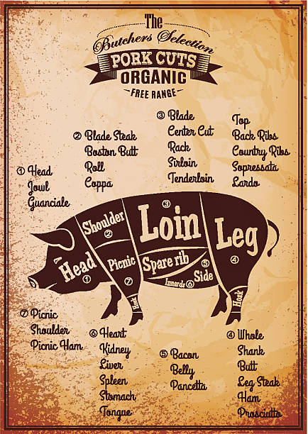 poster with detailed diagram cutting pork vector poster with detailed diagram cutting pork pork loin stock illustrations