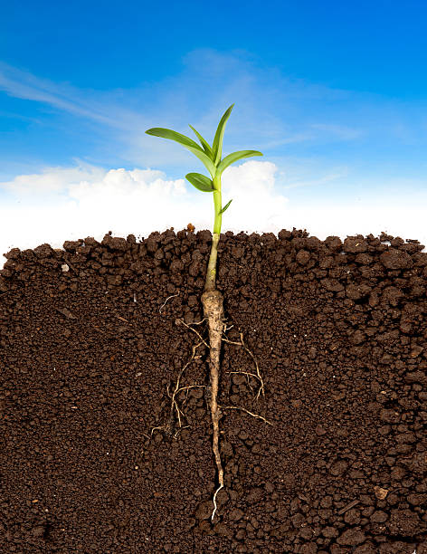 istock Growing plant with underground root visible and blue sky 487391334