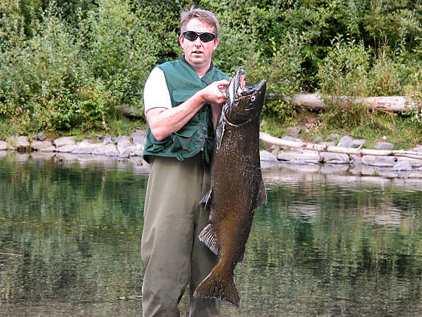 istock Man lands large king salmon 487391510