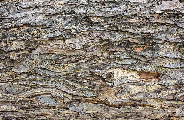 istock Rough wooden background 487391615