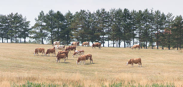 istock landscape with drove of cows 487393069