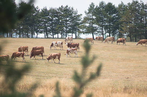 paisaje con conduje de vaca - low grass hill pasture fotografías e imágenes de stock