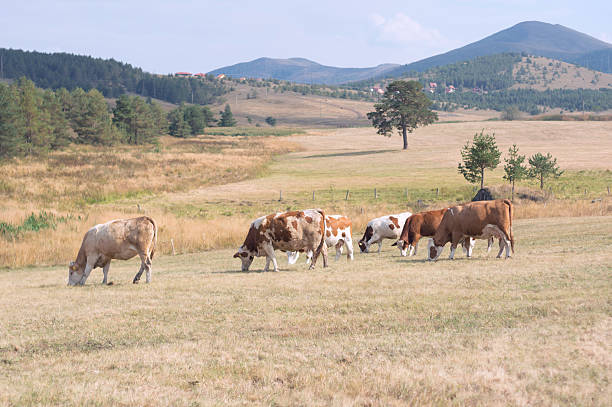 conduje de vaca - low grass hill pasture fotografías e imágenes de stock
