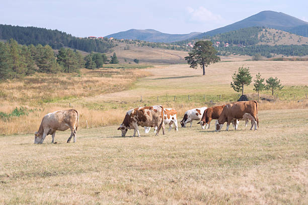 of 소 10gbaud에서 - low grass hill pasture 뉴스 사진 이미지