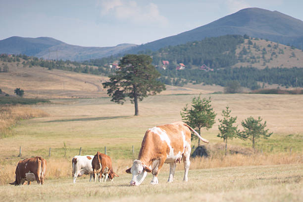 conduje de vaca - low grass hill pasture fotografías e imágenes de stock