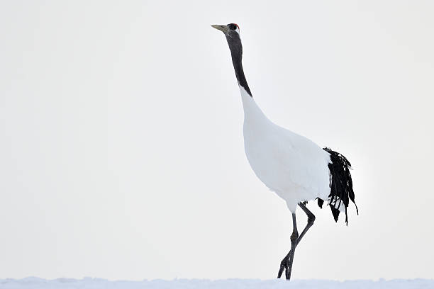 istock Red-Crowned Crane walking in snow. 487393119