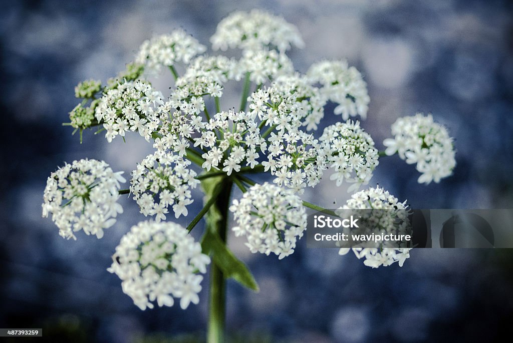 Flor de Erva-cicutária - Royalty-free Ao Ar Livre Foto de stock