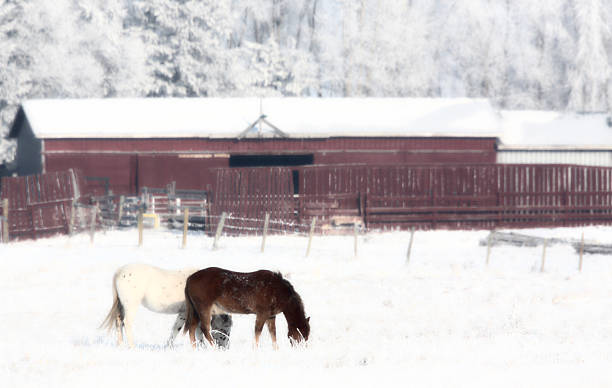 istock Horses grazing in winter pasture 487393543