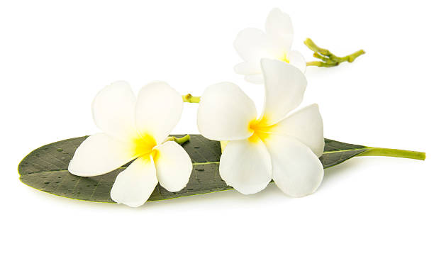 istock white frangipani flowers 487393787
