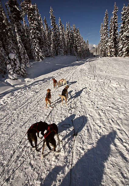 istock Dogsled racing in Alberta 487394139