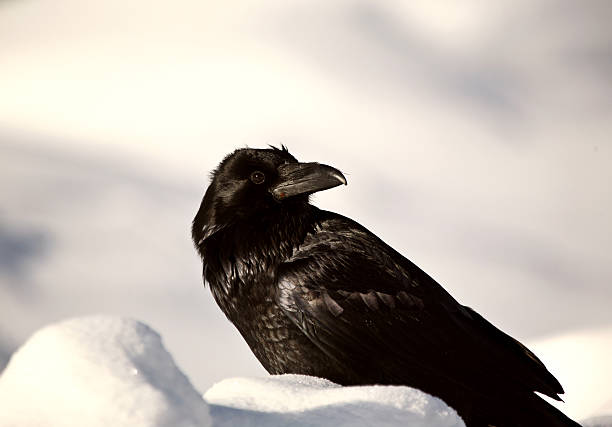 istock Raven in winter at roadside stop 487394669