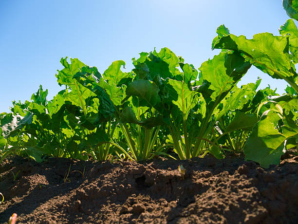 Sugar beet plants Sugar beet plants rows. Worm's view beta vulgaris stock pictures, royalty-free photos & images