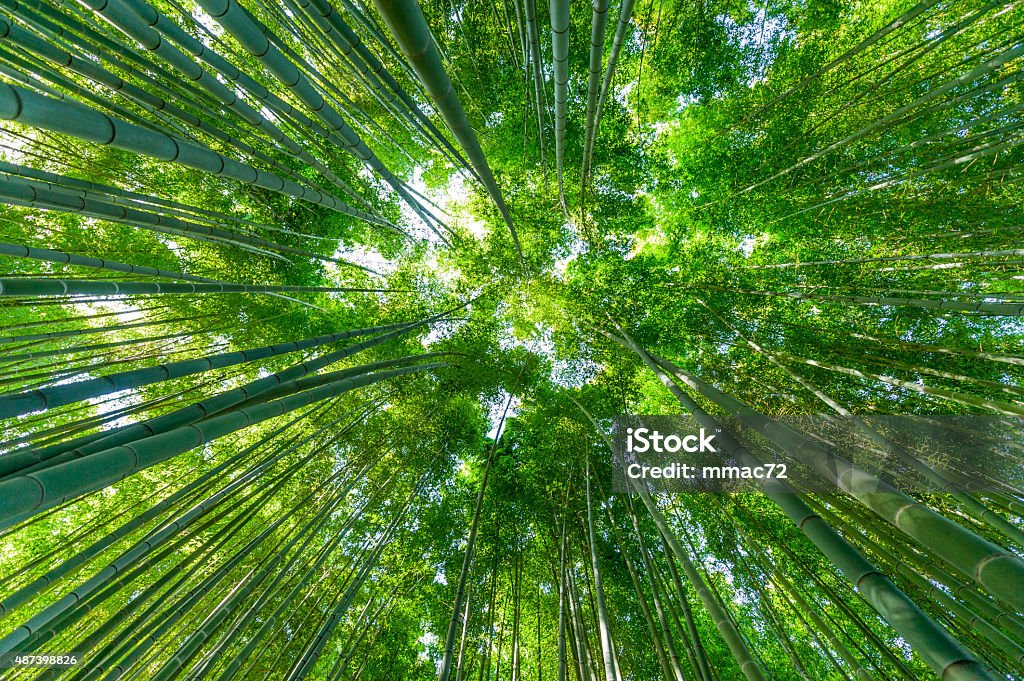 Bamboo Forest Bamboo Forest with sun shining through in the Kamakura Bamboo Garden, Tokyo, Japan. Photo taken at the istockalypse Tokyo 2015 Stock Photo