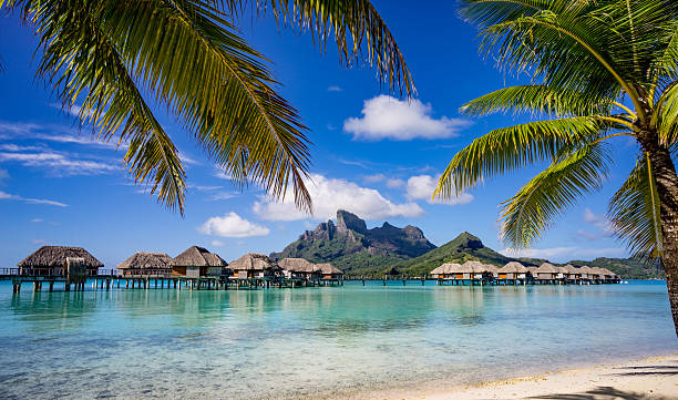보라보라, 야자 나무로 둘러싸인 - bora bora polynesia beach bungalow 뉴스 사진 이미지