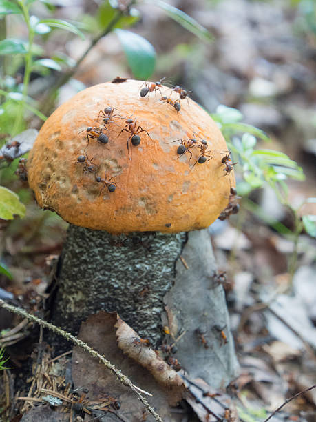 istock orange-cap boletus grew up in an anthill 487401960
