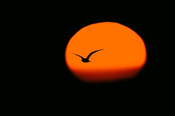 Seagull Silhouette Sun Close Up Telephoto Copy Space, Canon 1DMkii Lens EF500mm f/4.0L IS USM ISO 1000
