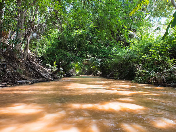 istock River fairy stream and trees 487406976
