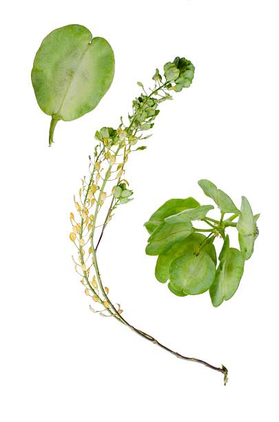 Arvense Thlaspi Field penny-cress and details beside isolated on white background. thlaspi arvense stock pictures, royalty-free photos & images