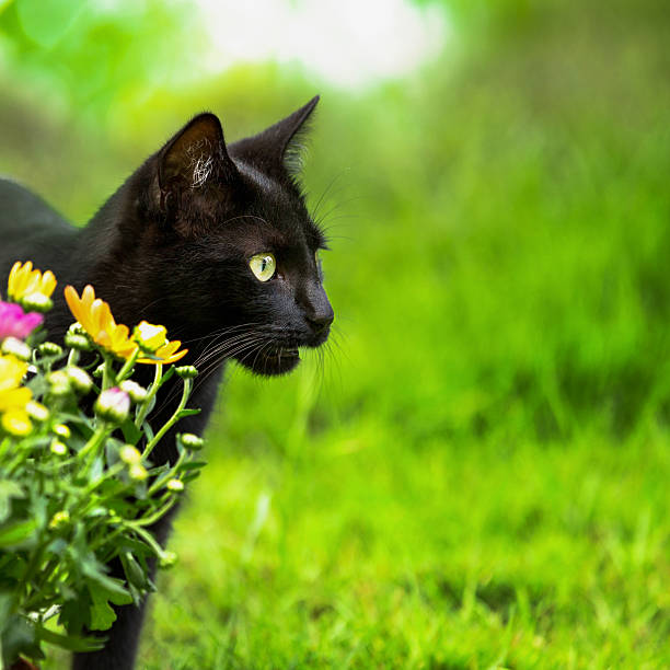 istock Cute black kitten outdoors 487408796