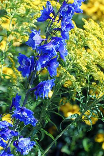 Balloon flower, Platycodon grandiflorum is an attractive ornamental flower with beautiful blue flowers.