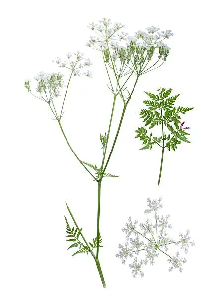 Cow parsley isolated on white background with details of bloom and leaf beside.