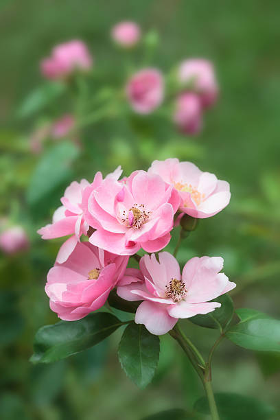 istock Beautiful Pink Rose flower in garden 487410334