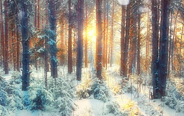 istock frosty winter landscape in snowy forest 487410930