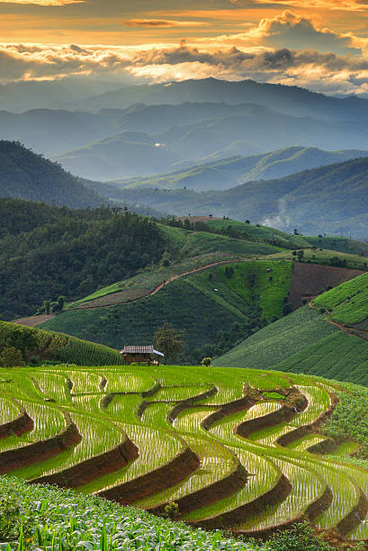 istock Terraced rice and landscape  Chiang Mai 487410958