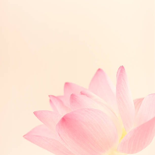 istock sweet pink lotus in soft and blur style 487411340