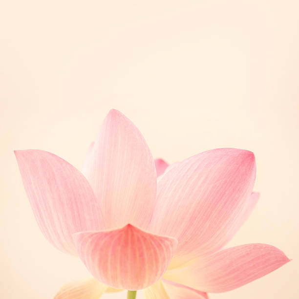 istock sweet pink lotus in soft and blur style 487411350