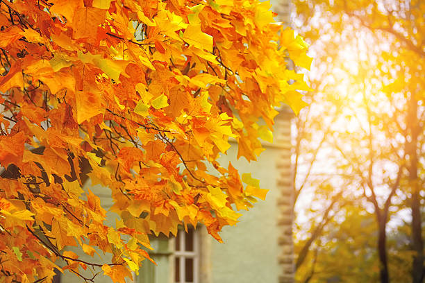 istock Autumn yellow leaves of maple 487411364