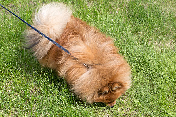 istock Beautiful dog on green grass 487411642