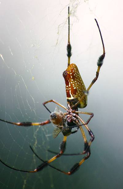 istock Banana spider wrapping up prey 487412246