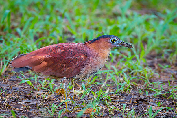 istock Portrait of rare Malayan Night Heron 487415006
