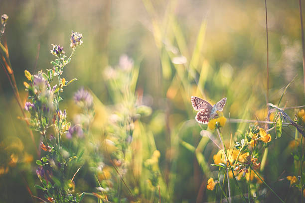 istock Colourful little butterfly (Common blue) at the meadow 487415160