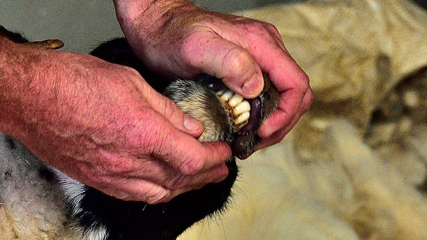 istock Sheep shearing - Kissane Farm / Kerry/ Ireland 487415714